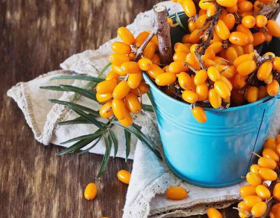 關于沙棘的傳說：“使馬閃閃發光(guāng)的樹”